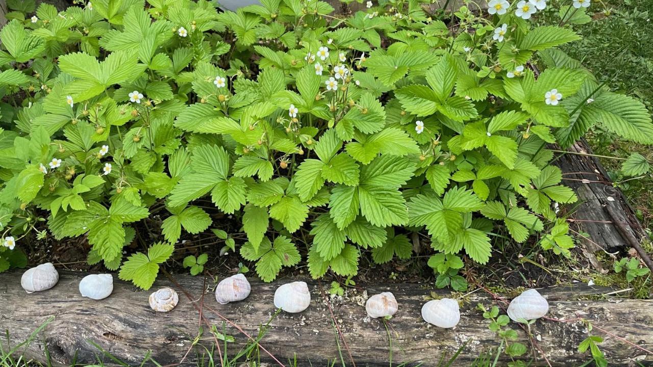 Mika'S Garden Βίλα Μπλεντ Εξωτερικό φωτογραφία